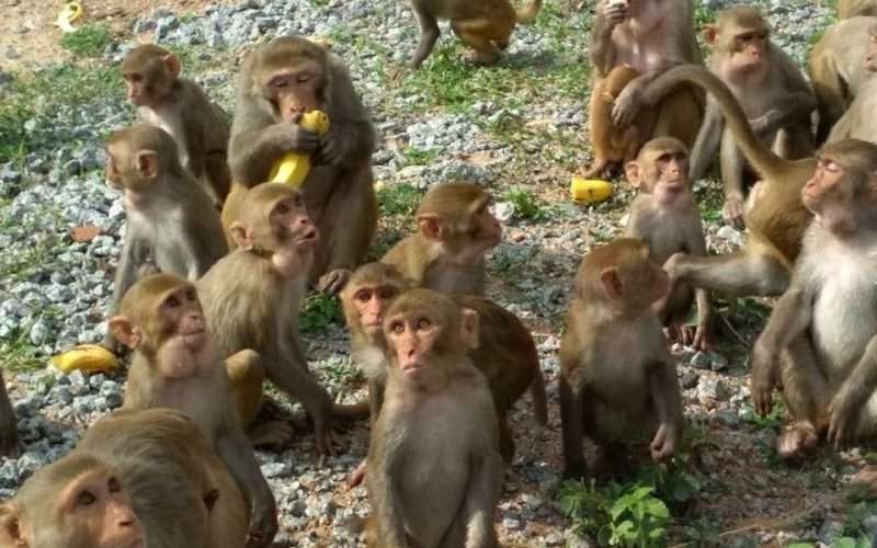 बाँदर आंतक रोक्न जंगलमा फलफूलका बिरुवा  रोप्दै धनकुटाका किसान