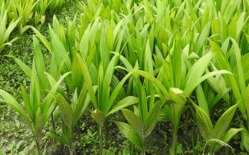 झापामा दुई महिनामा  एक करोड ८० लाख मूल्यको  सुपारीका बिरुवा बिक्री