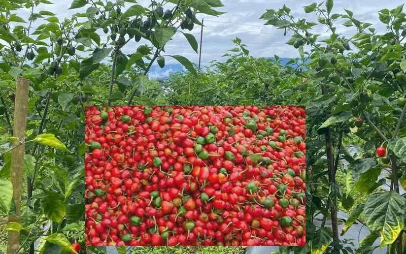 अकबरे खुर्सानी खेतीबाट राम्रो आम्दानी गर्दै फाल्गुनन्दका किसान